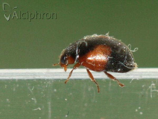 Scymnus interruptus