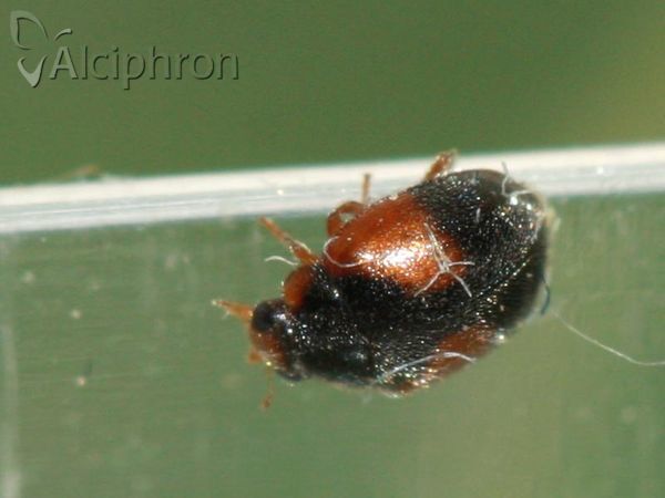 Scymnus interruptus
