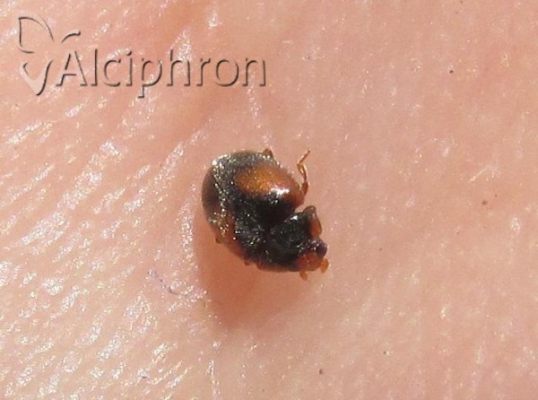 Scymnus interruptus