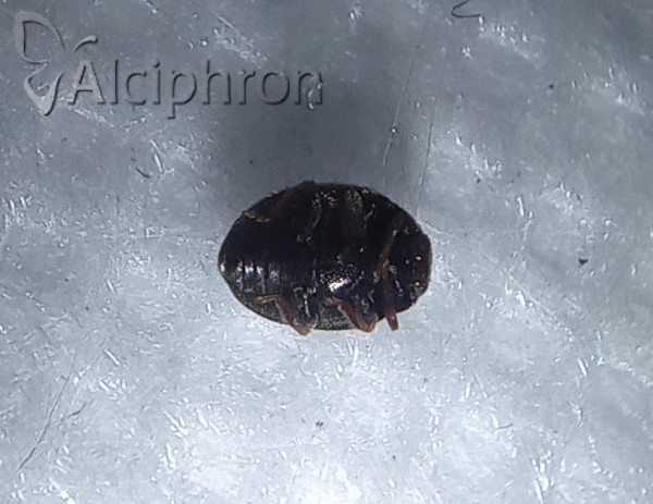 Scymnus nigrinus