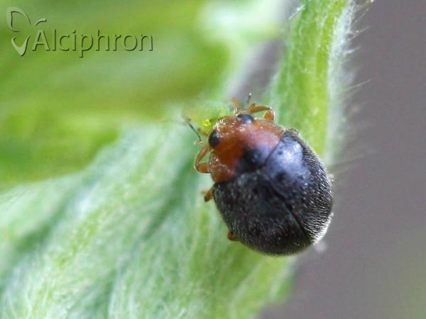 Scymnus rubromaculatus
