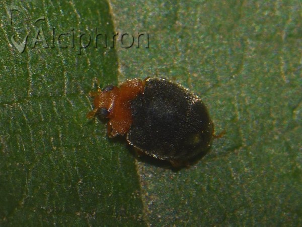 Scymnus rubromaculatus