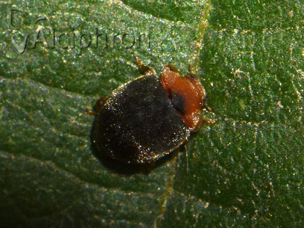 Scymnus rubromaculatus