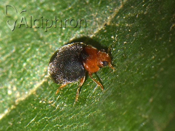 Scymnus rubromaculatus