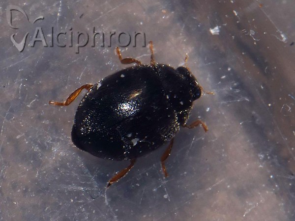 Scymnus rubromaculatus
