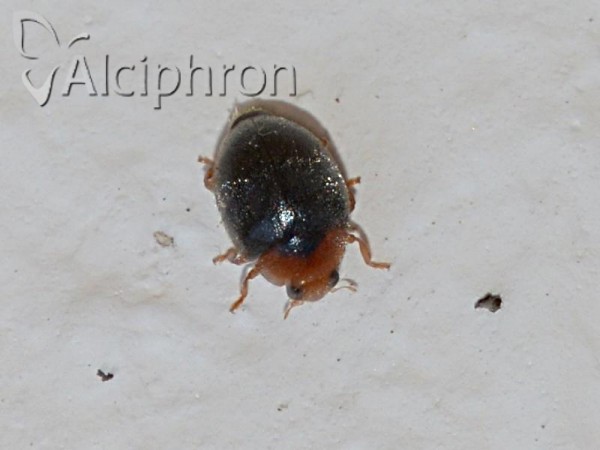 Scymnus rubromaculatus