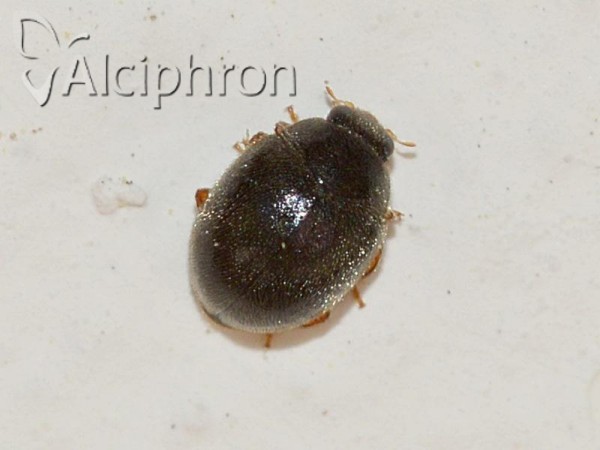 Scymnus rubromaculatus