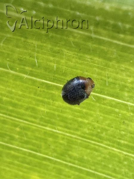 Scymnus rubromaculatus