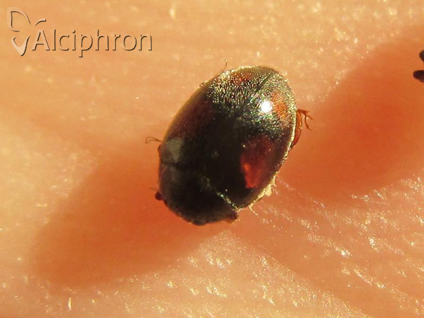 Nephus quadrimaculatus