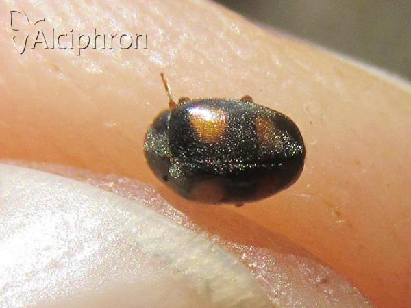 Nephus quadrimaculatus