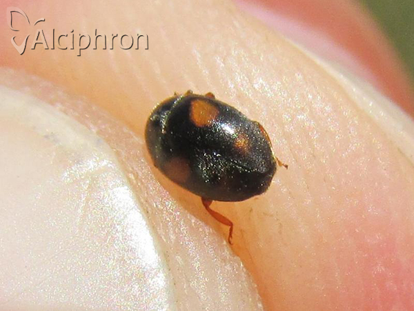 Nephus quadrimaculatus