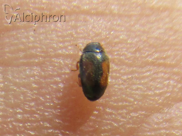 Nephus redtenbacheri