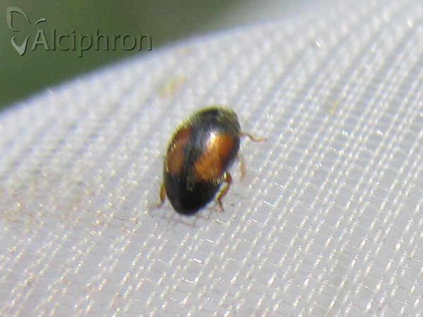 Nephus redtenbacheri