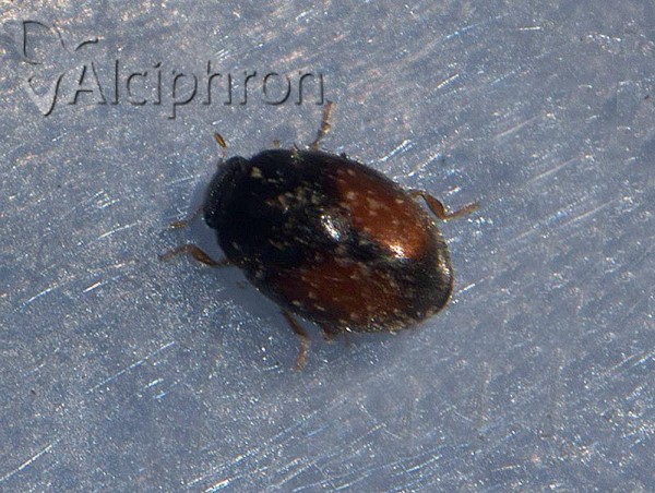 Nephus redtenbacheri