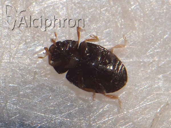 Nephus redtenbacheri