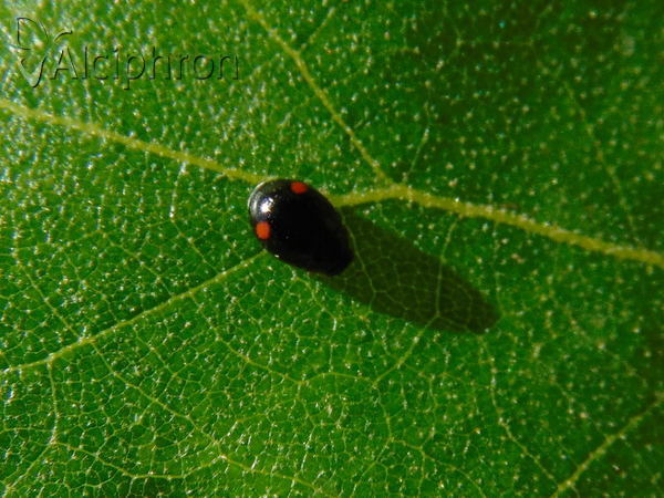 Hyperaspis campestris