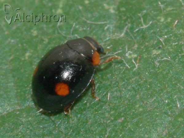 Hyperaspis campestris