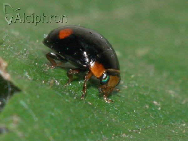 Hyperaspis campestris