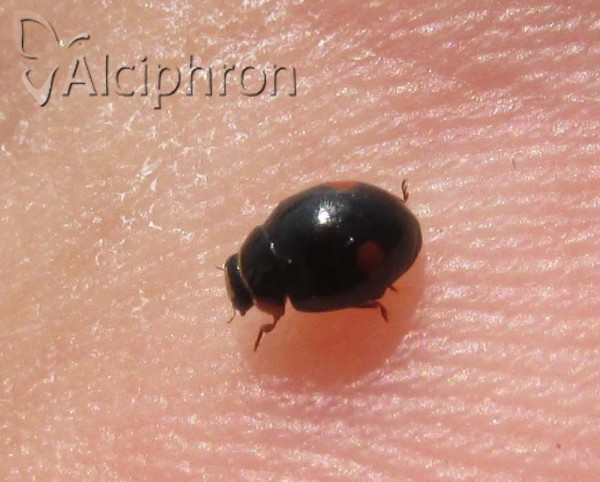 Hyperaspis campestris