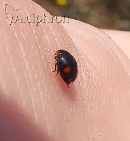 Hyperaspis campestris