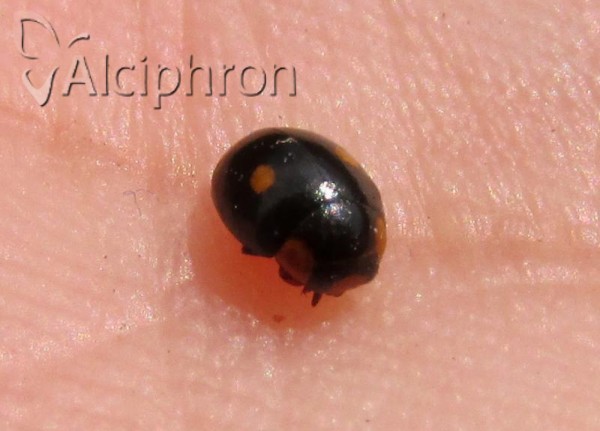 Hyperaspis quadrimaculata