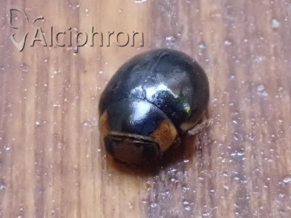 Hyperaspis pseudopustulata