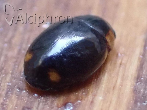 Hyperaspis pseudopustulata
