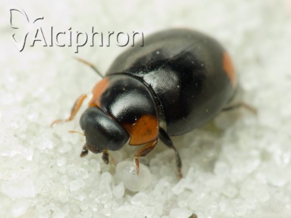 Hyperaspis reppensis