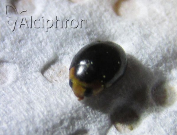 Hyperaspis reppensis