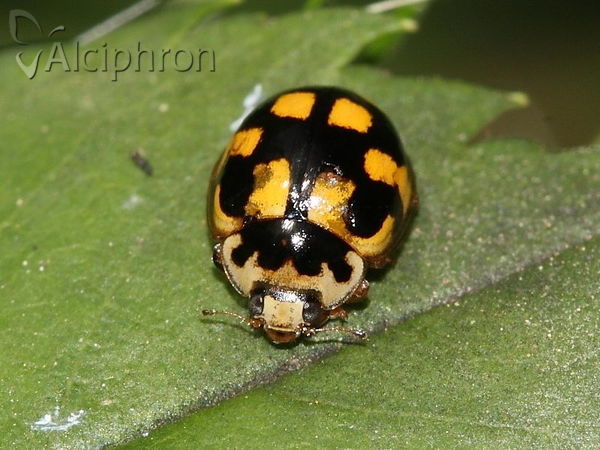 Propylea quatuordecimpunctata