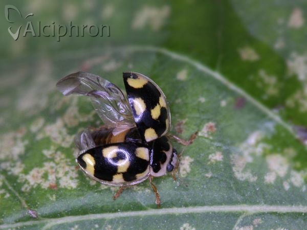 Propylea quatuordecimpunctata