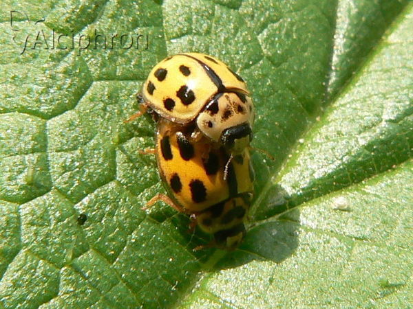 Propylea quatuordecimpunctata