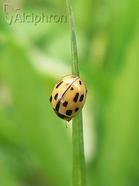 Propylea quatuordecimpunctata