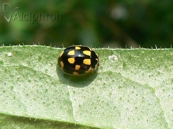 Propylea quatuordecimpunctata