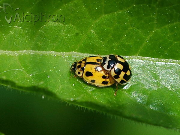 Propylea quatuordecimpunctata