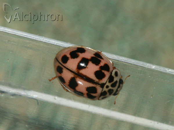 Oenopia conglobata