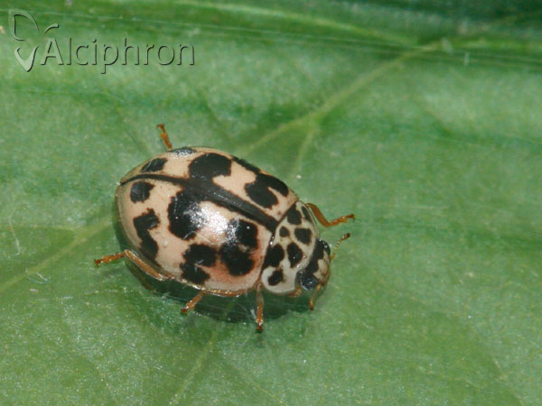 Oenopia conglobata