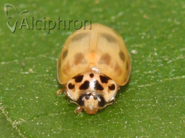 Oenopia conglobata