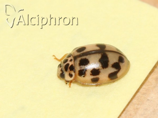 Oenopia conglobata