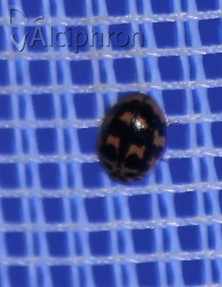 Oenopia conglobata