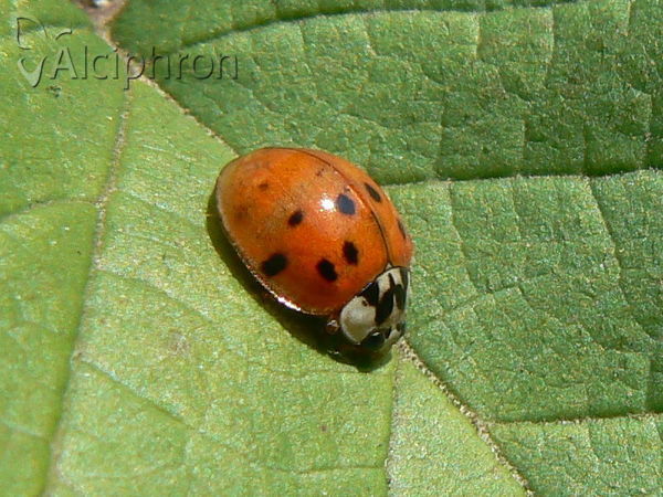 Harmonia axyridis