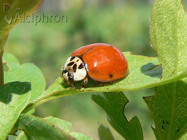 Harmonia axyridis