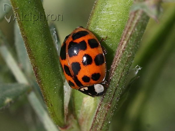 Harmonia axyridis