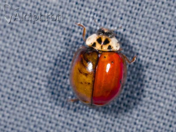 Harmonia axyridis