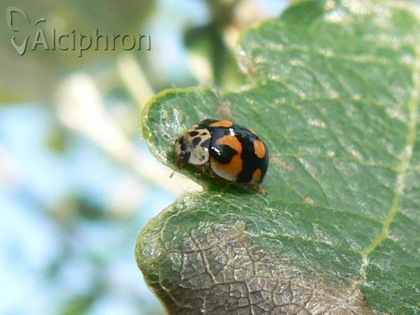 Harmonia axyridis