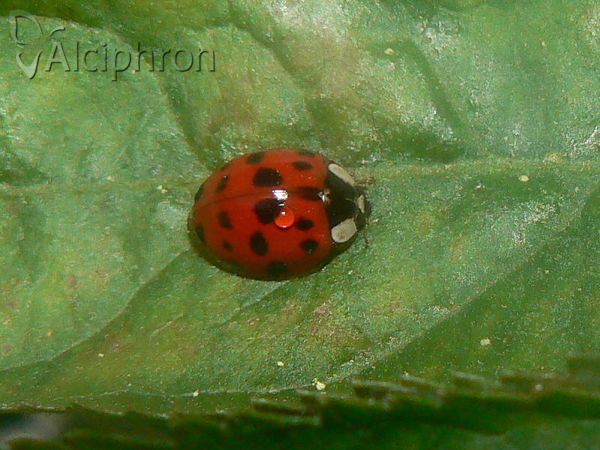 Harmonia axyridis