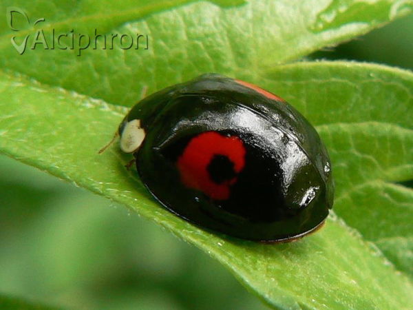 Harmonia axyridis