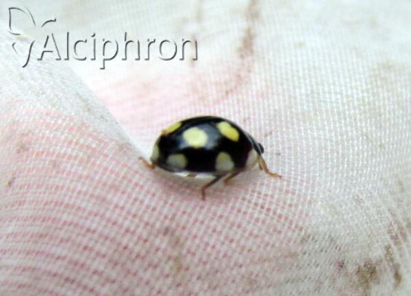 Oenopia lyncea