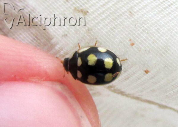 Oenopia lyncea