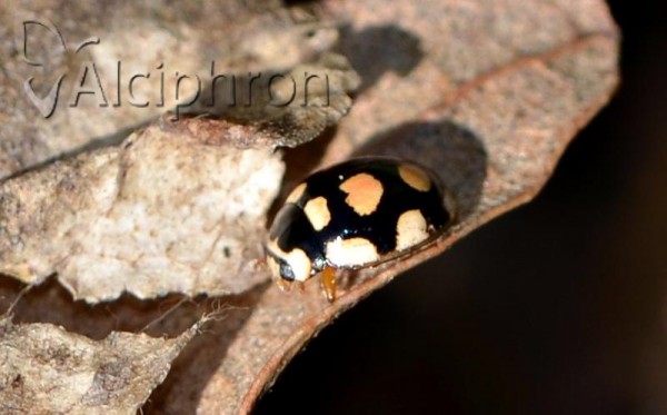 Oenopia lyncea
